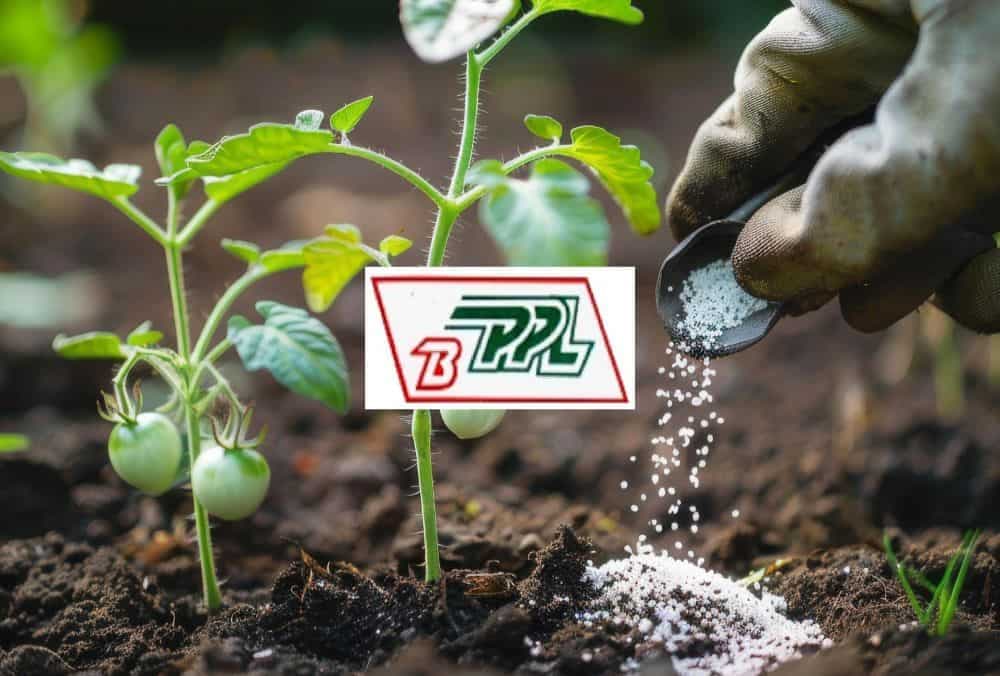Balaji Phosphates IPO: Check the latest GMP for Balaji Phosphates IPO here